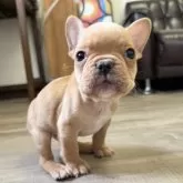 フレンチブルドッグ