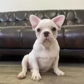 フレンチブルドッグ