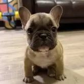 フレンチブルドッグ