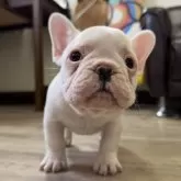 フレンチブルドッグ