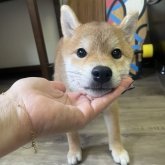 柴犬(標準サイズ)