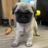 パグ