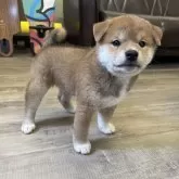 柴犬(標準サイズ)