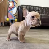 フレンチブルドッグ【滋賀県・男の子・2025年12月6日・クリーム】の写真2