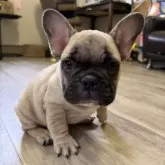 フレンチブルドッグ【滋賀県・男の子・2025年10月17日・フォーン】の写真2