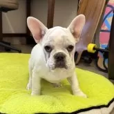フレンチブルドッグ【滋賀県・男の子・2025年7月28日・クリーム】の写真2「怒ってるみたいにみえるけど怒ってません🤭」