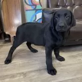 ラブラドールレトリバー【滋賀県・男の子・2025年5月9日・ブラック】の写真4