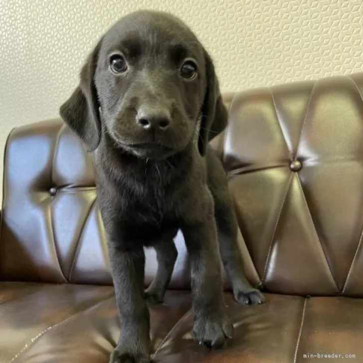 ID:2302-01715の子犬
