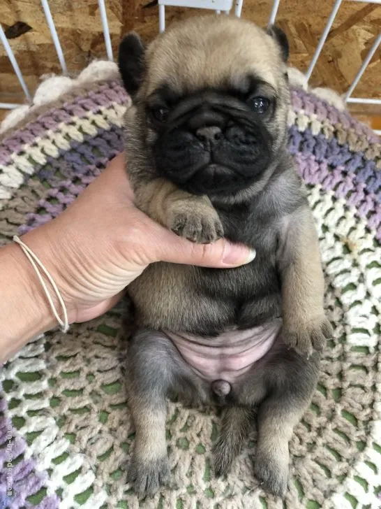 ID：2006-03002の子犬
