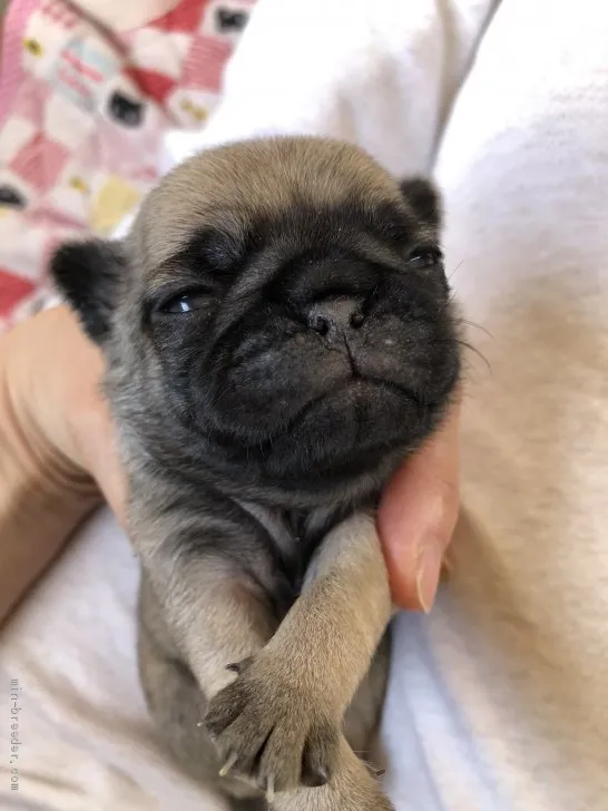 ID:2004-02933の子犬