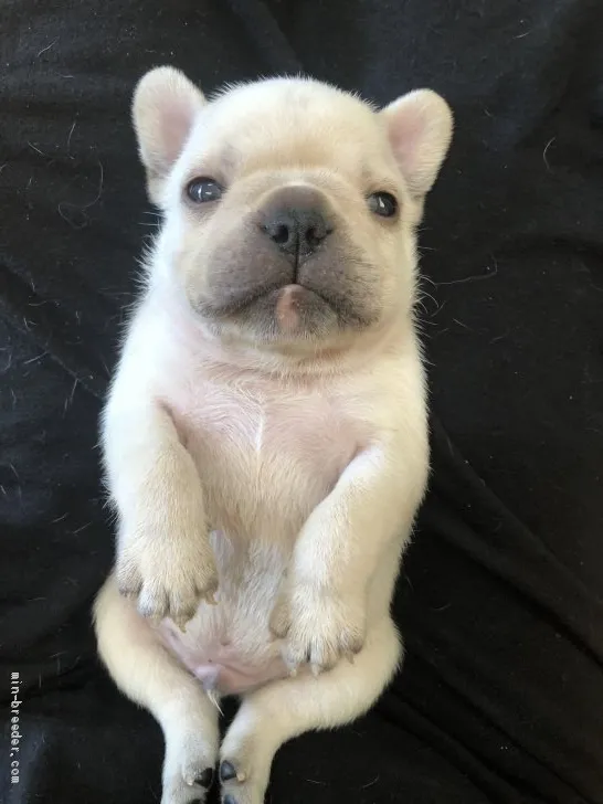 ID：2009-00006の子犬