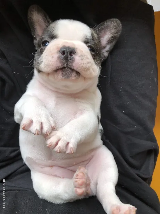 H.S 様のお迎えした子犬