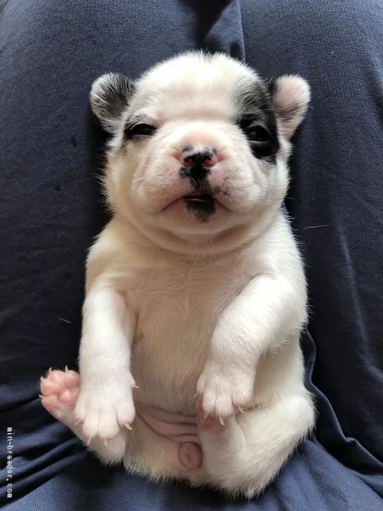 パタータ丹羽 様のお迎えした子犬