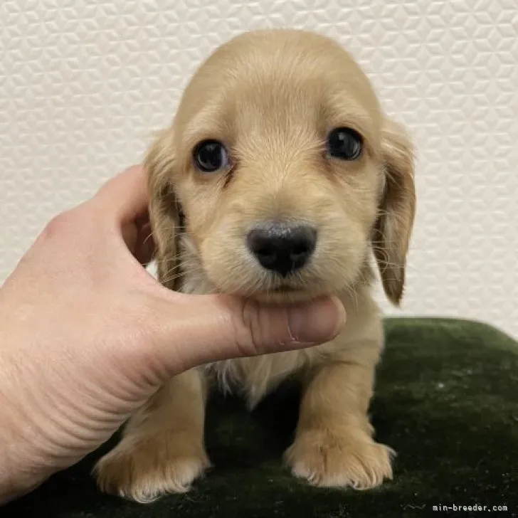 ID：2302-02822の子犬