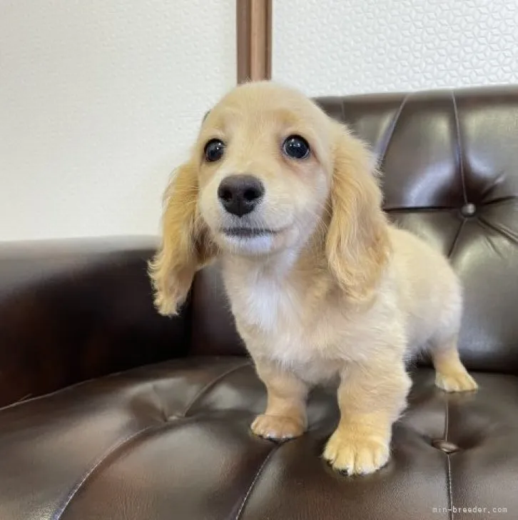 ID:2302-02838の子犬