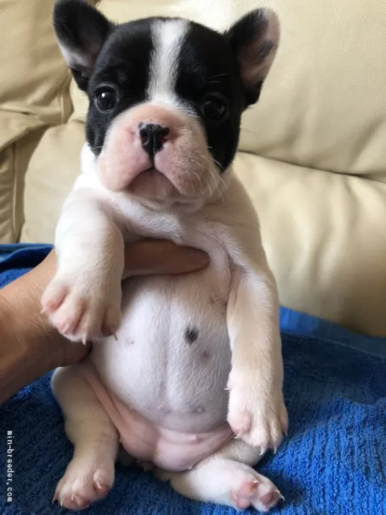 ち～ 様のお迎えした子犬