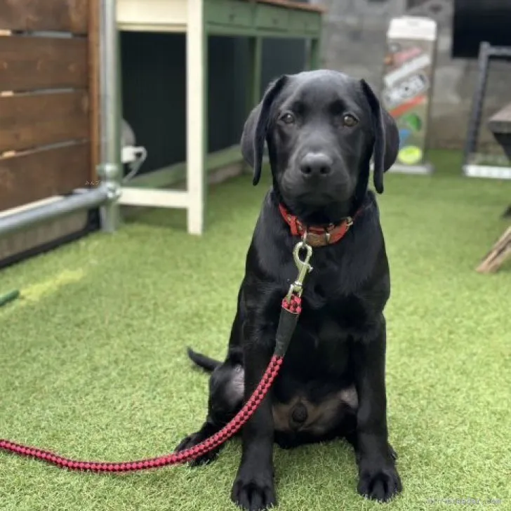 ID:2307-06785の子犬