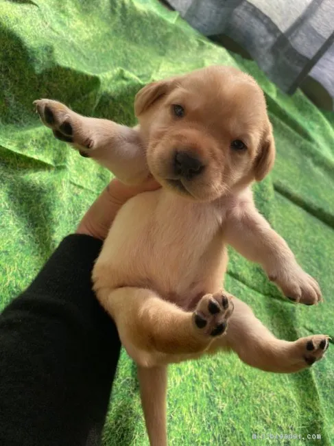 ID:2003-01951の子犬