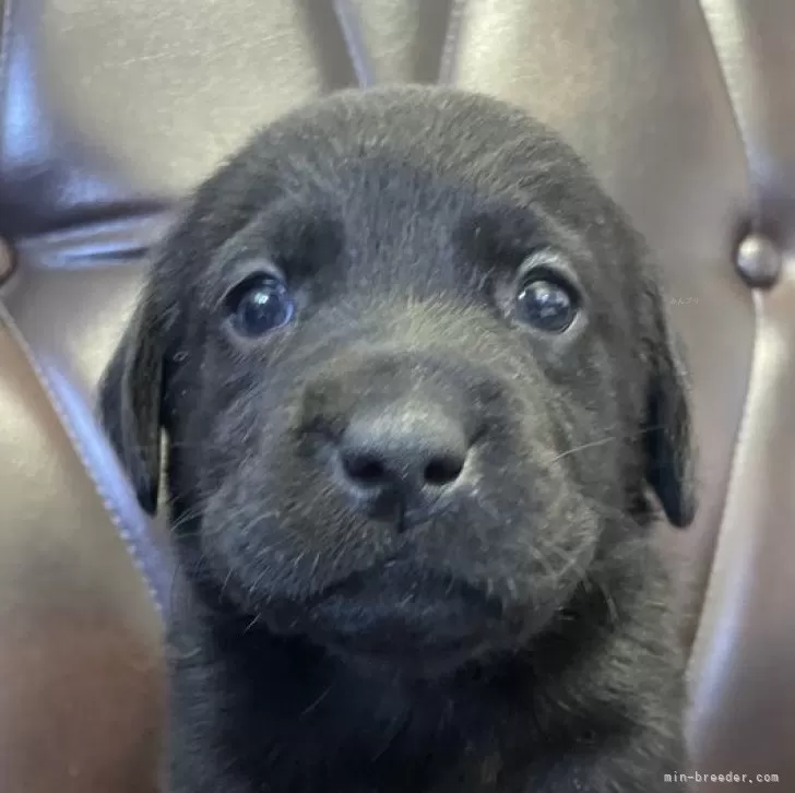 ID：2409-00265の子犬