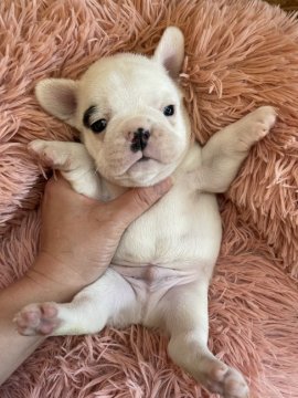 フレンチブルドッグ【滋賀県・男の子・2021年4月21日・パイド】の写真「まゆげくんˊᵕˋ」