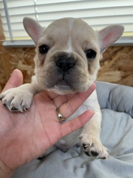 フレンチブルドッグ【滋賀県・男の子・2021年11月28日・クリーム】の写真「健康優良児の可愛いクリームくん」