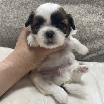 シーズー【滋賀県・女の子・2023年4月14日・ホワイト&ゴールド】の写真「可愛い姫ちゃん♡♡」