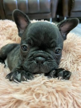 フレンチブルドッグ【滋賀県・男の子・2021年4月5日・ブリンドル】の写真「コロコロくん」