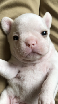 フレンチブルドッグ【滋賀県・女の子・2020年8月14日・クリーム】の写真「クリームGIRL」