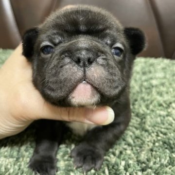 フレンチブルドッグ【滋賀県・女の子・2022年12月13日・ブリンドル】の写真「おっとりブリちゃん♡」