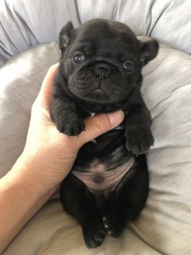 パグ【滋賀県・男の子・2020年11月18日・ブラック】の写真「コロコロの可愛い黒パグboy」