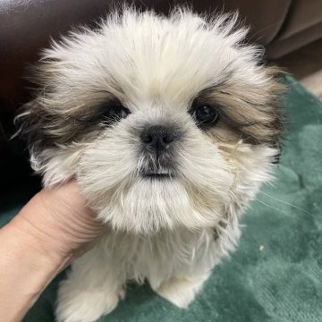 シーズー【滋賀県・男の子・2023年11月3日・ホワイト&ゴールド】の写真「性格良し♡♡可愛いです♡♡」