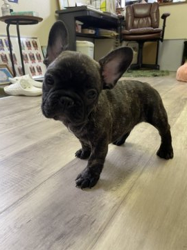 フレンチブルドッグ【滋賀県・男の子・2021年4月5日・タイガーブリンドル】の写真「タイガーすごくおとなしいこです‪‪❤︎‬」