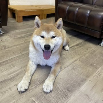 柴犬(標準サイズ)【滋賀県・男の子・2023年7月22日・赤】の写真「欠点なし！性格良しくん♡」
