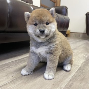 柴犬(標準サイズ)【滋賀県・男の子・2024年4月6日・赤】の写真「モフモフのこぶりくん」
