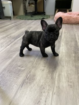 フレンチブルドッグ【滋賀県・女の子・2021年4月5日・ブリンドル】の写真「コンパクトGirl」