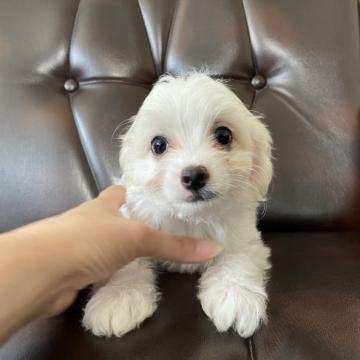 チワプー(トイプードル×チワワ)【滋賀県・男の子・2022年4月28日・クリーム】の写真「健康診断異常なし！激安！」