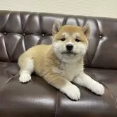 柴犬(標準サイズ)【滋賀県・女の子・2024年2月6日・赤】の写真1