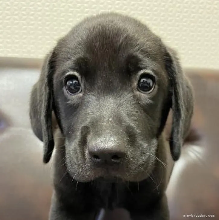 ID：2206-02088の子犬