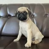 パグ【滋賀県・男の子・2024年7月11日・フォーン】の写真3