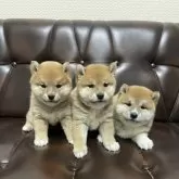 柴犬(標準サイズ)【滋賀県・女の子・2024年2月6日・赤】の写真5