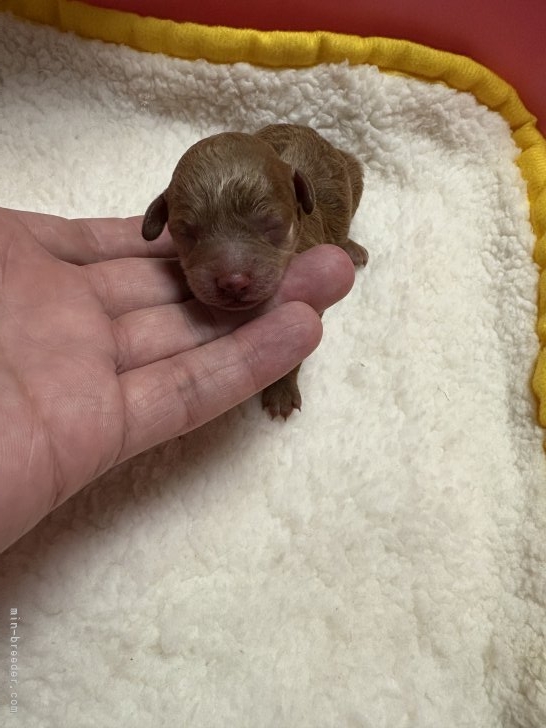 鈴木いづみブリーダーのブログ：トイプードルの赤ちゃん誕生しました🐶🐾