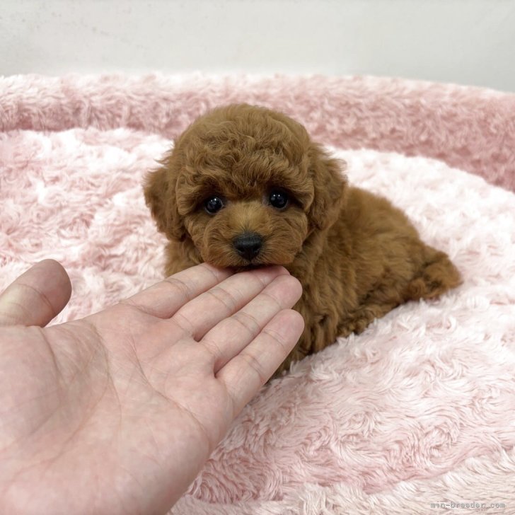 ブリーダー画像