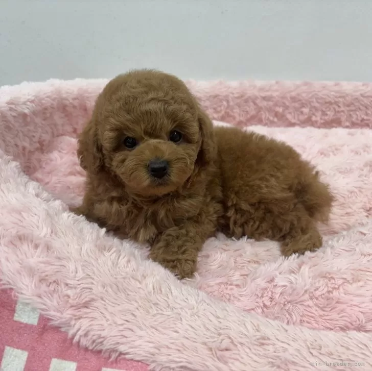 T.N 様のお迎えした子犬