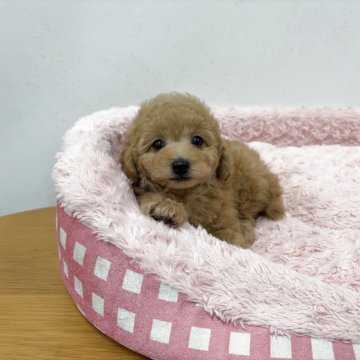 トイプードル(トイ)【岐阜県・男の子・2025年10月19日・アプリコット】の写真「優しいお顔立ちで癒しをくれる王子様です。」