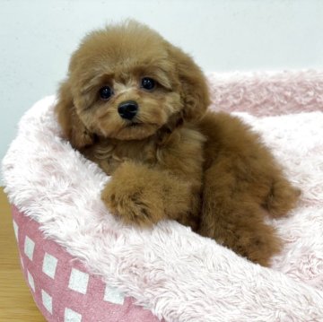 トイプードル(トイ)【岐阜県・女の子・2025年8月21日・レッド】の写真「真ん丸お目々と短めマズルのお姫様です！」