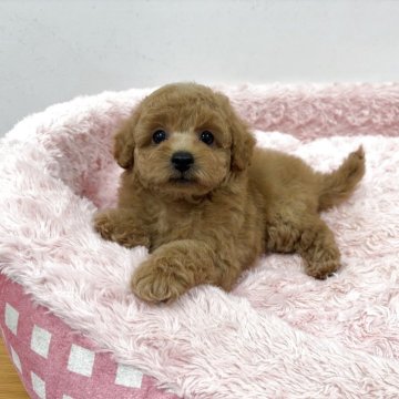 トイプードル(トイ)【岐阜県・男の子・2025年10月16日・アプリコット】の写真「大きな瞳が可愛い王子様です!!」