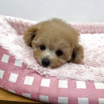 トイプードル(トイ)【岐阜県・男の子・2025年8月21日・アプリコット】の写真「可愛さパーフェクトなイケメンくんです!!」