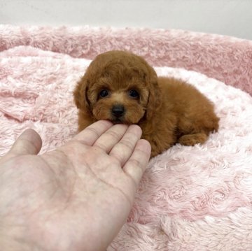 トイプードル(タイニー)【岐阜県・女の子・2025年8月30日・レッド】の写真「小さな身体のフォルムが可愛いお姫様です!!」