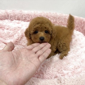 トイプードル(トイ)【岐阜県・男の子・2025年10月16日・レッド】の写真「バランスのとれたイケメン王子様です!!」