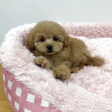 トイプードル(トイ)【岐阜県・男の子・2025年10月19日・アプリコット】の写真「アプリコットカラーの似合う洋風な王子様です。」